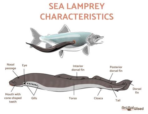 agnatha fishes|AGNATES or Fish Without Jaw .